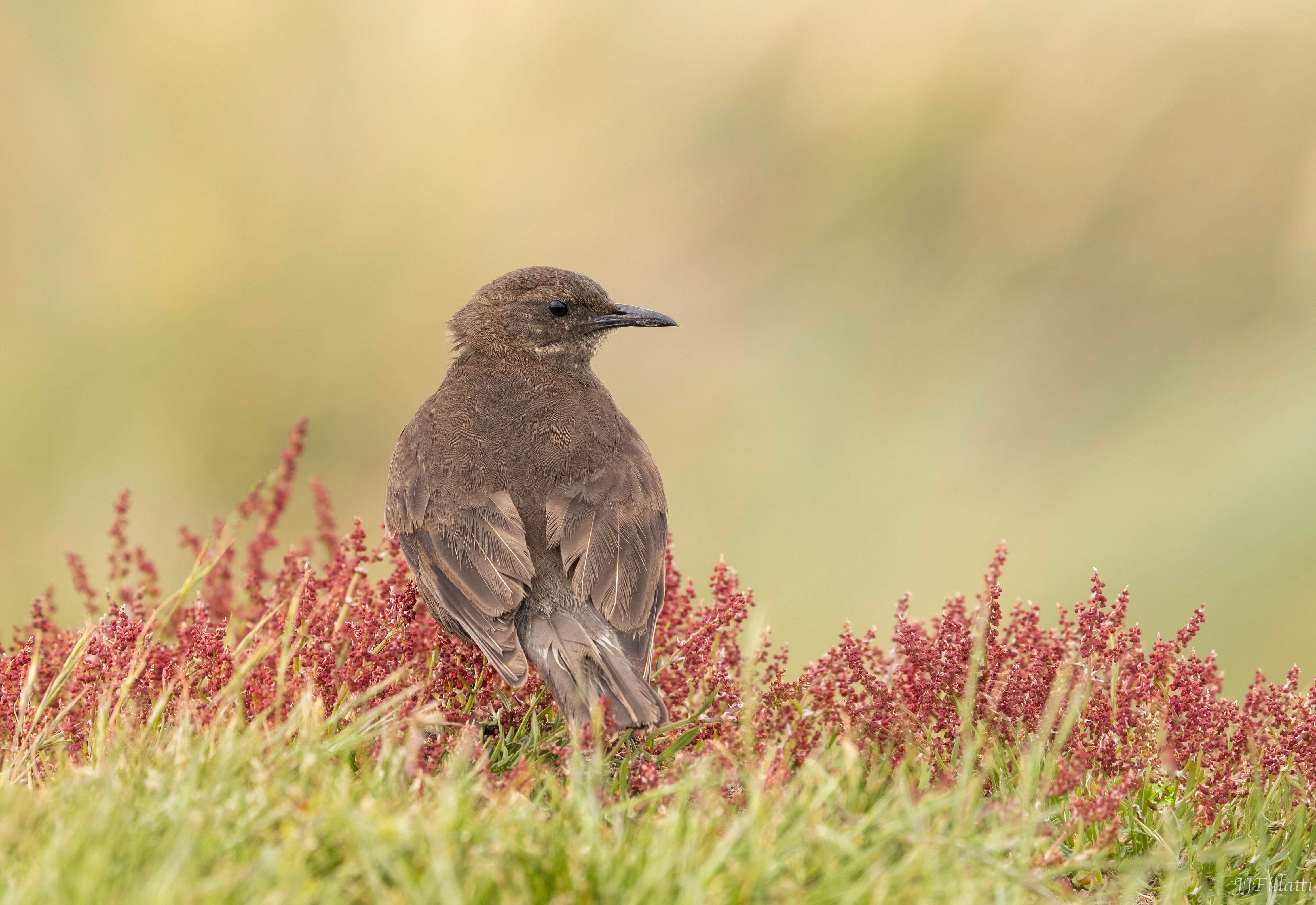 bird of the falklands image 104